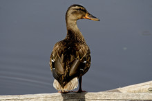 Beautiful And Cute Brown Duck Standing On The Wood