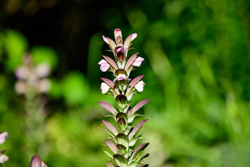 Many small white flowers of Acanthus mollis plant, commonly known as bear's breeches, sea dock, bearsfoot or oyster plant in s sunny summer  garden.