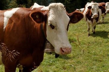 Sticker - Vache laitière dans le Jura.