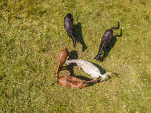 Aerial View Of Group Of Horses On Green Meadow.