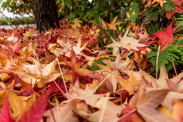 yellow and red colored autumn dry leaves of fallen maple, ground level view, selective focus