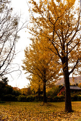 Wall Mural - The beautiful autumn color in the forest.