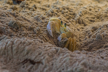 Wall Mural - The Atlantic ghost crab (Ocypode quadrata) also known as sand or beach crab peeps carefully from its deep sandy hole. The Atlantic ghost crab lives in burrows in sand above the strandline.