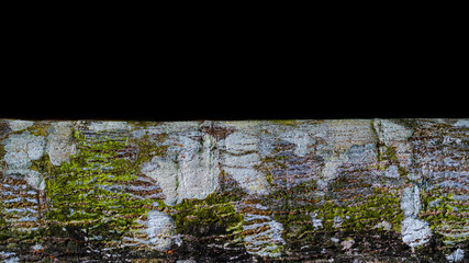 Tropical Texture:  tree bark detail isolated on black background