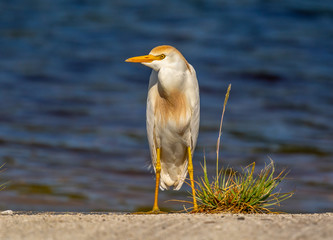 Wall Mural - Cattle Egret