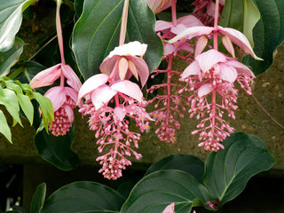 Wall Mural - Shallow focus shot of beautiful medinilla flowers