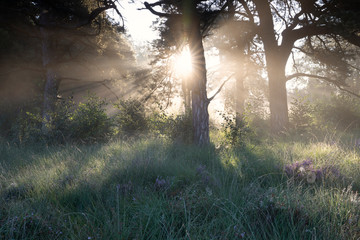 Wall Mural - beautiful misty sunrise in forest with heather