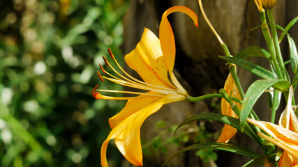 Poster - Closeup shot of a cute small daylily under the sunlight