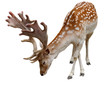 © AVD - European fallows deer on white