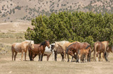 Fototapeta Konie - Wild Horses in Spring in the Utah Desert