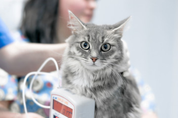 veterinarian measures blood pressure of gray fluffy cat. manipulations in a veterinary clinic. cute animal face expression, funny picture at the vet