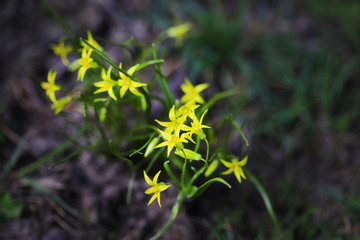 Yellow small flowers of Goose onions on a dark ground background