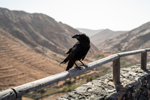 Canary Raven (Corvus Corax Tingitanus). Canary Islands. Fuerteventura. Spain.