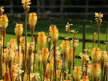 Closeup Shot Of Beautiful Kniphofia Flowers In A Field