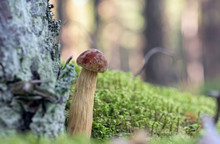 Fresh North American Mushroom Lat. Aureoboletus Projectellus Growing In Latvian Forest