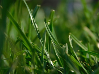 green grass background