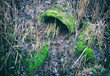 Partially clogged old concrete drain pipe surrounded by grass and moss