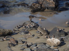 Plovers And Sandpipers In Coastal Maine