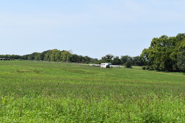 Canvas Print - Field with Hay Bales and a Livestock Trailer