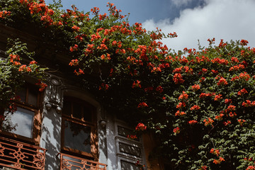 Canvas Print - Facade of a house with flowering plant Campsis