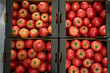 © Yakobchuk Olena - Sorted red tomatoes in a hypermarket warehouse