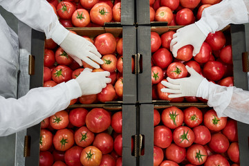 Wall Mural - Skilled warehouse workers packaging vegetables for shipping