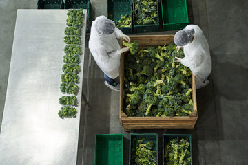 Wall Mural - Two workers inspecting fresh produce at a production site
