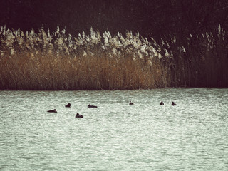 Canvas Print - Ducks swimming in the pond near the tall grass