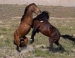Wild Stallions Fighting