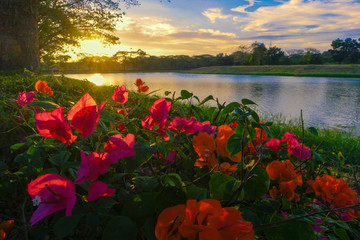 Sticker - Beautiful shot of cute flowers in a park near a lake during a sunset