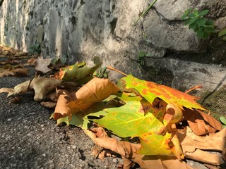 yellow maple leaf on the ground