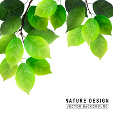 Green Foliage On White Background. Vector Natural Design