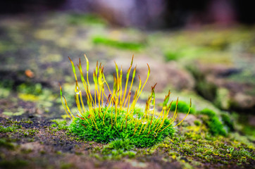 Sticker - Shallow focus shot of vibrant green moss on rocks