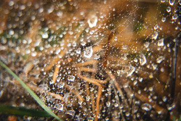 Sticker - Closeup shot of dry and green grass covered with dewdrops