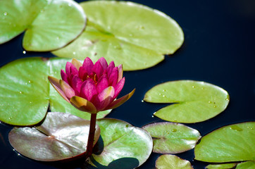 Single pink water lily and lily pads