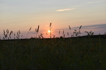 Wall Mural - Sunset Over a Field