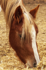 Poster - Closeup shot of a brown horse eating dry grass