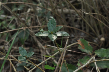 Sticker - Closeup shot of tree branches with small green leaves