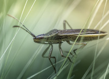 Closeup Shot Of A Longhorn Beetle On Green Plants With A Blurred Background