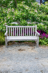 Wall Mural - Restful wood bench in a garden in front of a blooming on a Chitalpa Tashkentensis 'Pink Dawn' tree
