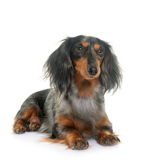 Poster - dachshund  in studio