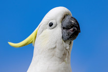 Sulphur-crested Cockatoo (Cacatua Galerita) Portrait Close-up
