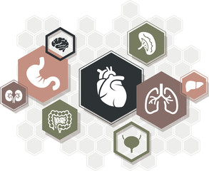 Wall Mural - Internal organs vector illustration. Concept with connected icons related to anatomy, human body, medicine, organ biology, health care.