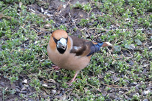 A Portrait Of A Male Hawfinch Eating Sunflower Seeds On The Ground