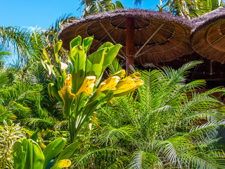 Wall Mural - Beautiful tropical park. Hawaii island.