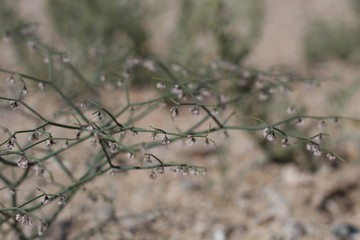 Wall Mural - Miniscule Pink and white inflorescences comprise the bloom of Flatcrown Buckwheat, Eriogonum Deflexum, Polygonaceae, native herbaceous annual near Twentynine Palms, Southern Mojave Desert, Springtime.