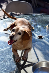 Wall Mural - Vertical high angle shot of a cute Labrador Retriever looking up at the camera