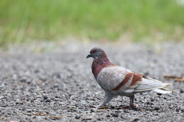 A rock pigeon strutting and showing off