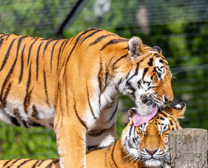 tiger love