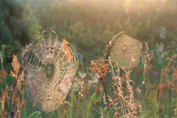 wet spider's web on branch closeup with drops of dew. house of spider